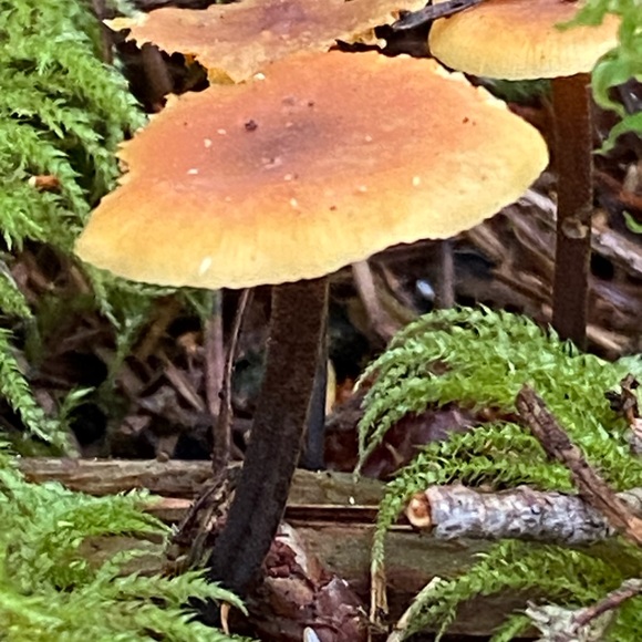 crystals with a crystal healer Unlisted Inventory - Picture 14 of 16